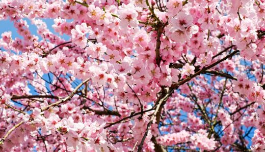 春の揺れ動く心に寄り添うかかわり